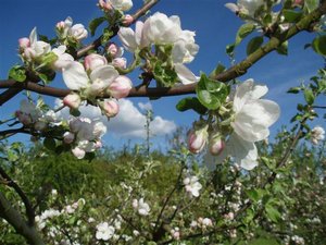 arbres en fleurs arbres en fleurs
